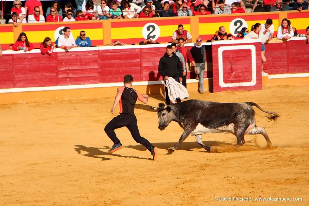 Fiestas de Tudela &rsquo;19, d&iacute;a 28 - Encierro y vacas en la plaza 63