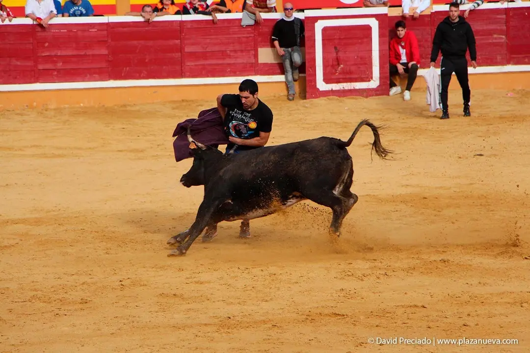 Fiestas de Tudela &rsquo;19, d&iacute;a 28 - Encierro y vacas en la plaza 64