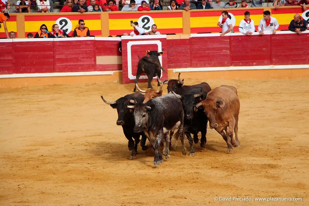 Fiestas de Tudela &rsquo;19, d&iacute;a 28 - Encierro y vacas en la plaza 65