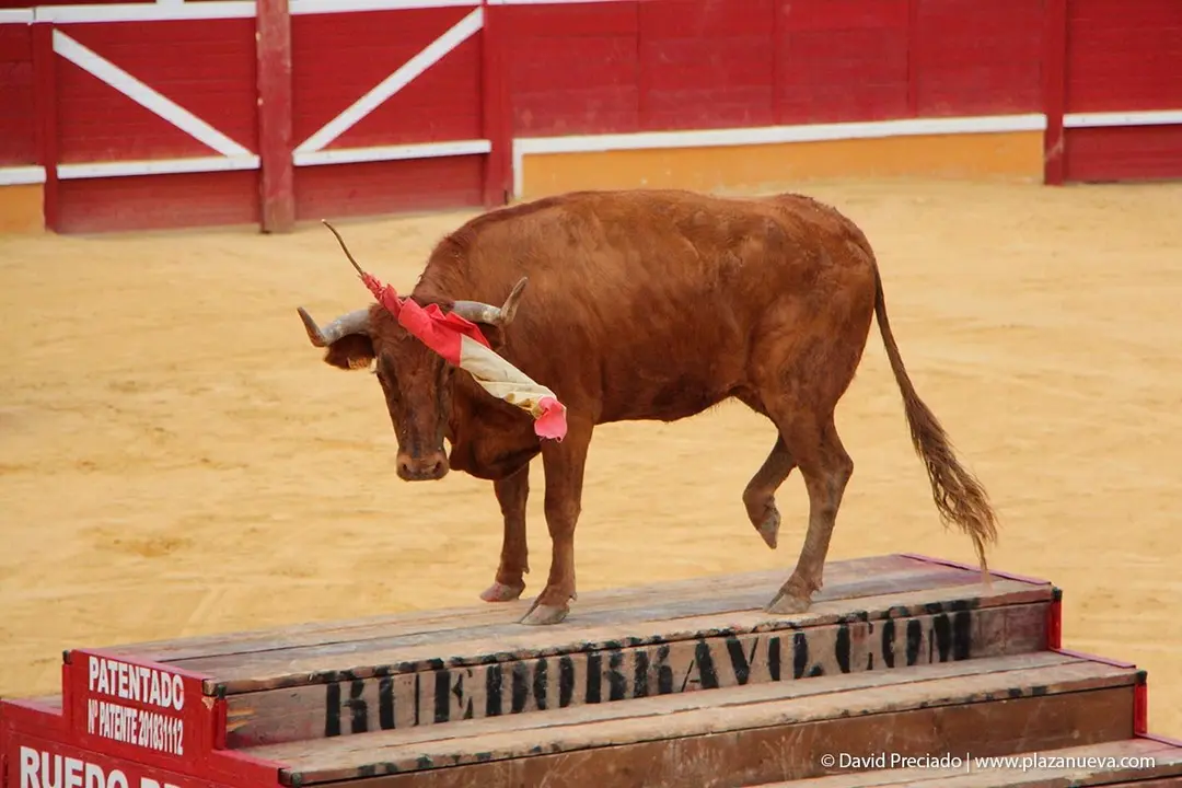 Fiestas de Tudela &rsquo;19, d&iacute;a 26 - Exhibici&oacute;n de bravura Arriazu 4