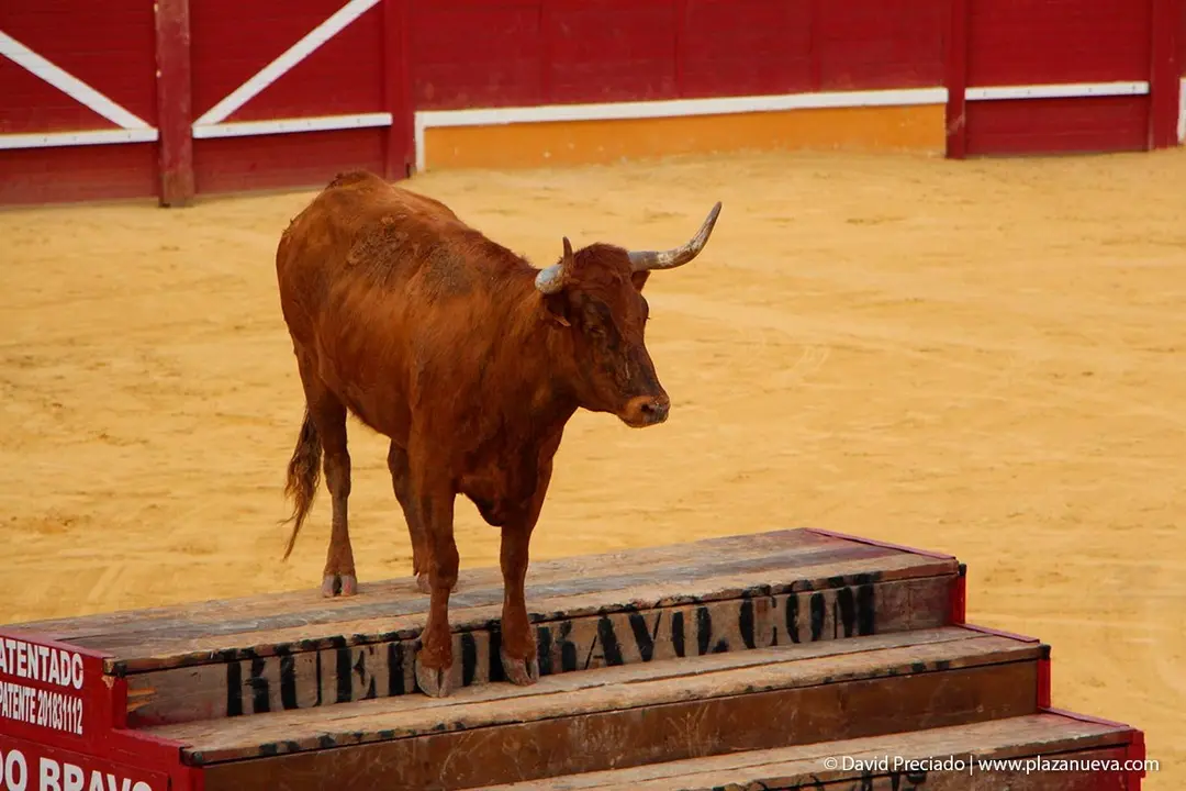 Fiestas de Tudela &rsquo;19, d&iacute;a 26 - Exhibici&oacute;n de bravura Arriazu 6