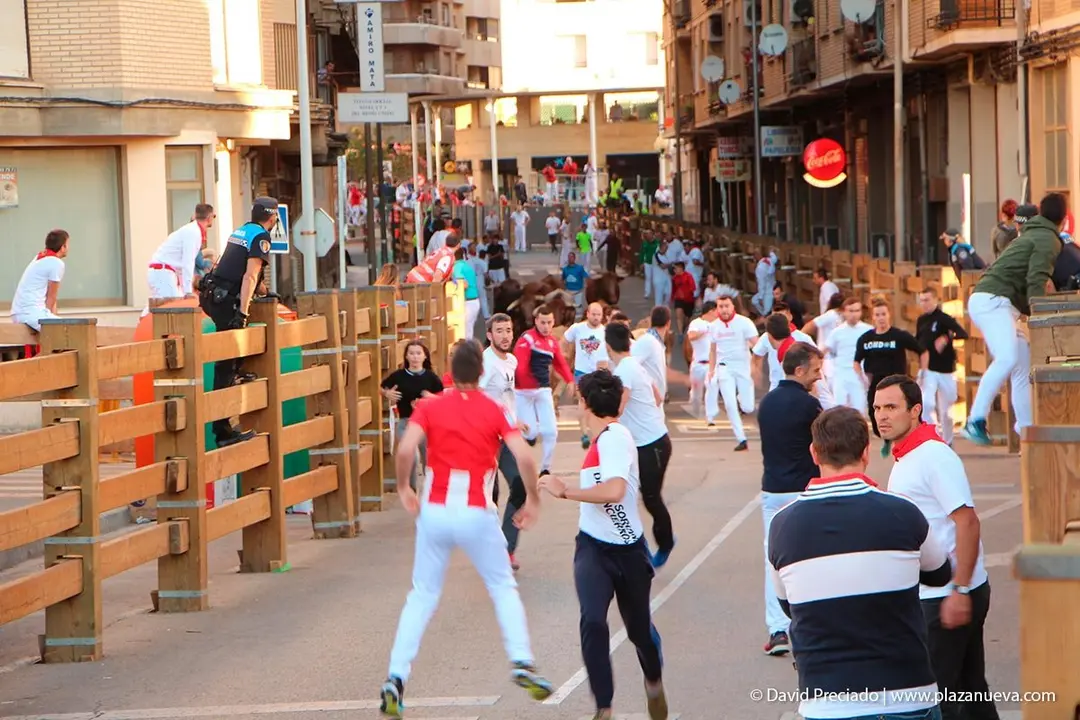 Fiestas de Tudela &rsquo;19, d&iacute;a 29 - Encierro y vacas en la plaza 2