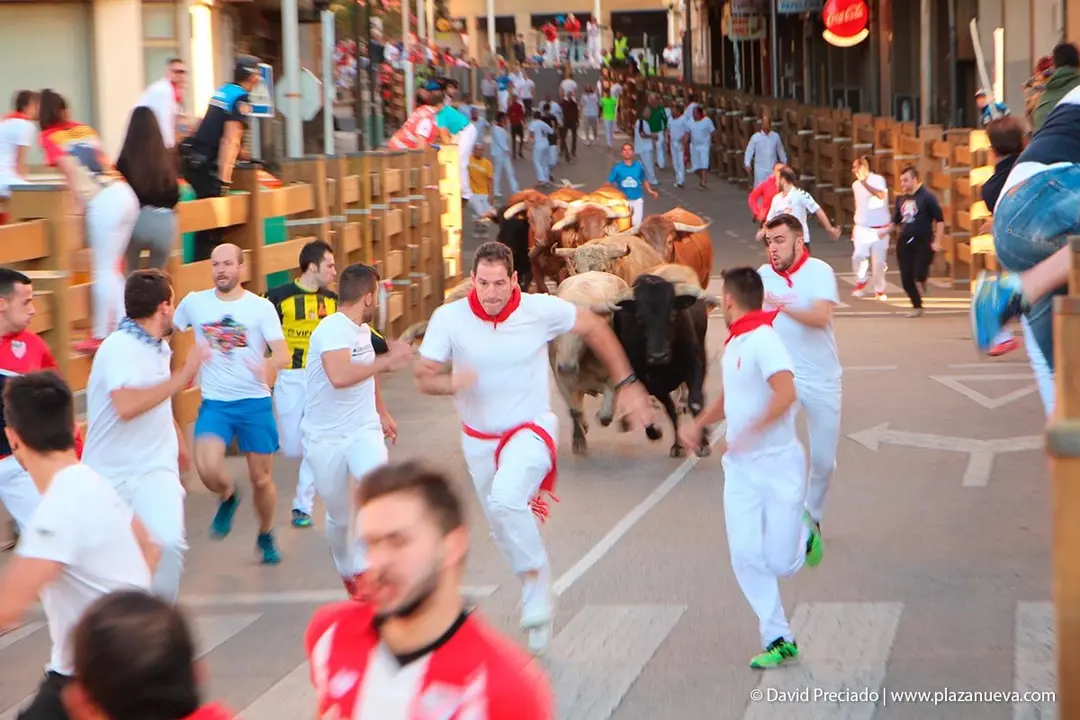 Fiestas de Tudela &rsquo;19, d&iacute;a 29 - Encierro y vacas en la plaza 4