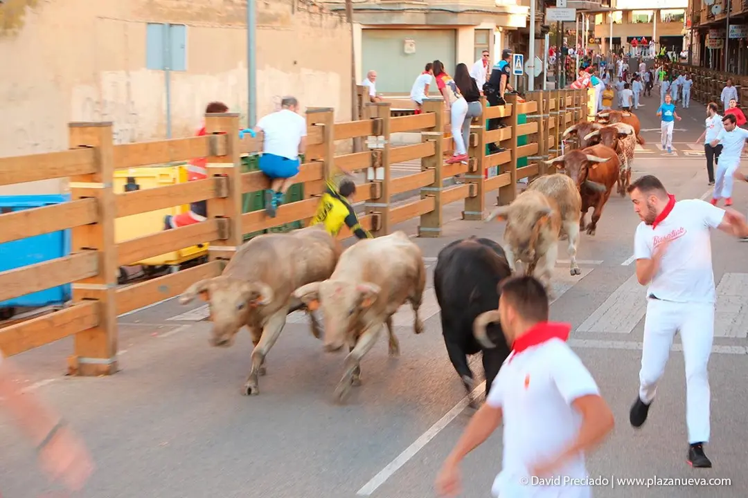 Fiestas de Tudela &rsquo;19, d&iacute;a 29 - Encierro y vacas en la plaza 5