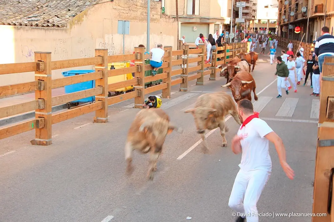 Fiestas de Tudela &rsquo;19, d&iacute;a 29 - Encierro y vacas en la plaza 6