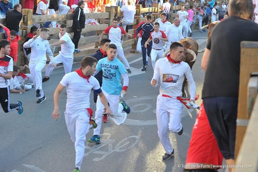 Fiestas de Tudela &rsquo;19, d&iacute;a 29 - Encierro y vacas en la plaza 9