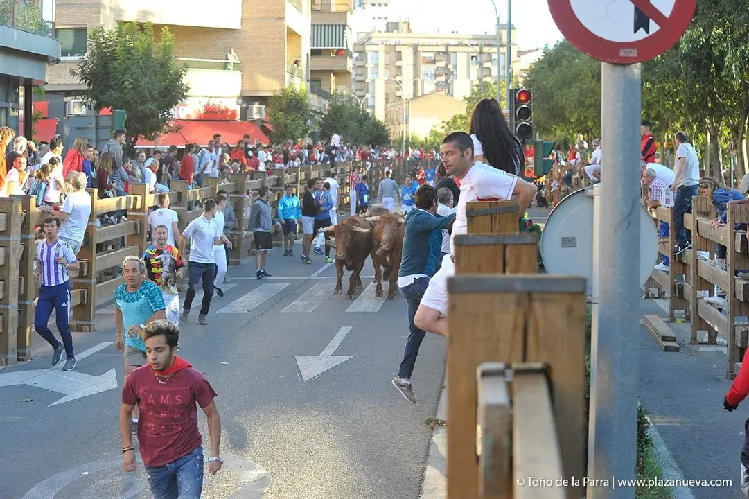 Fiestas de Tudela &rsquo;19, d&iacute;a 29 - Encierro y vacas en la plaza 10