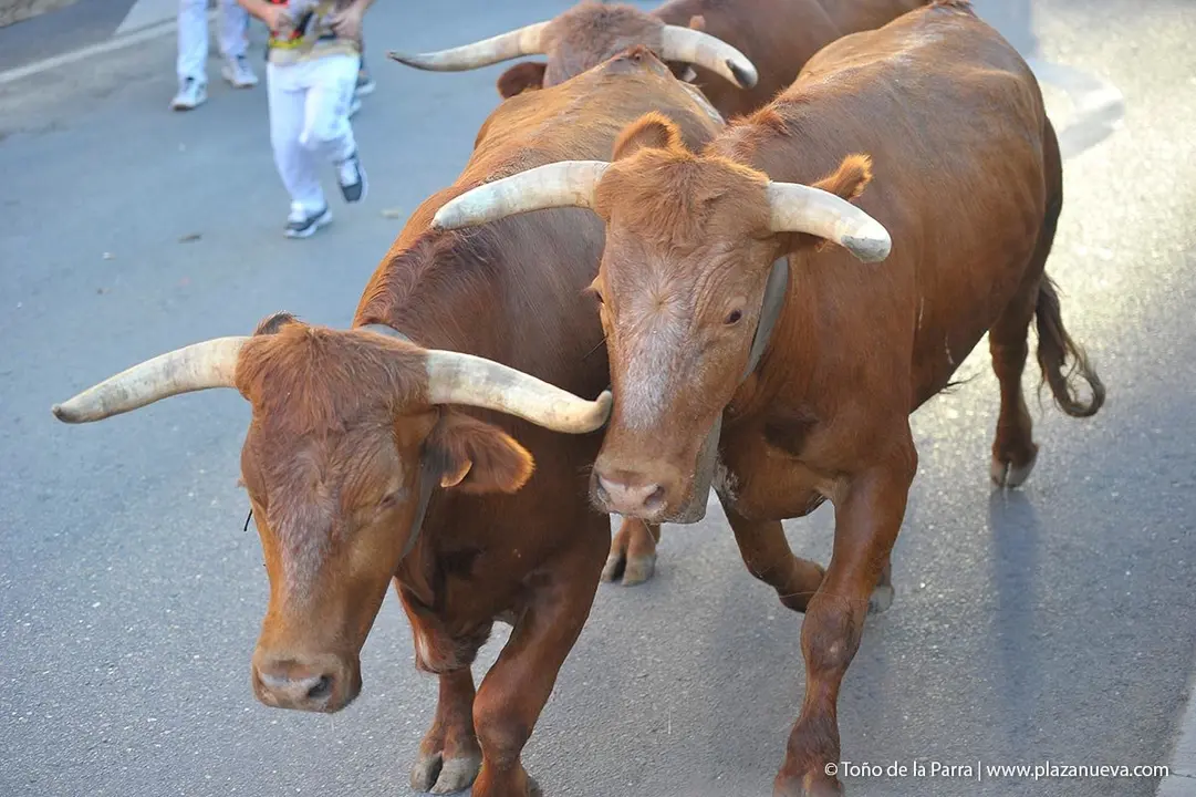 Fiestas de Tudela &rsquo;19, d&iacute;a 29 - Encierro y vacas en la plaza 11