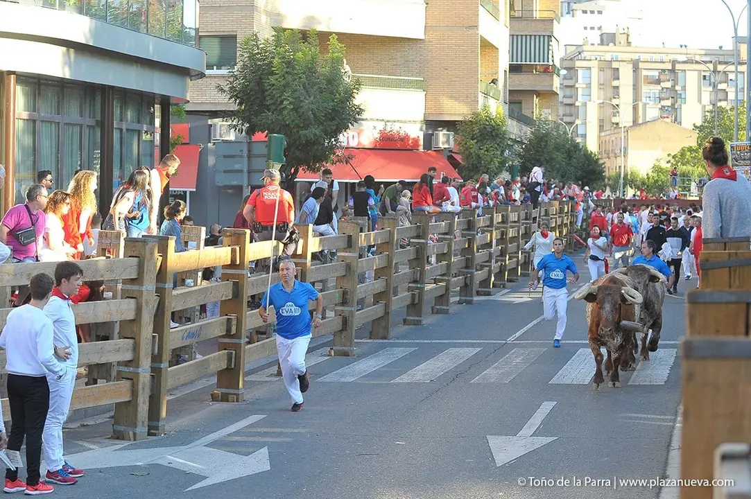 Fiestas de Tudela &rsquo;19, d&iacute;a 29 - Encierro y vacas en la plaza 13