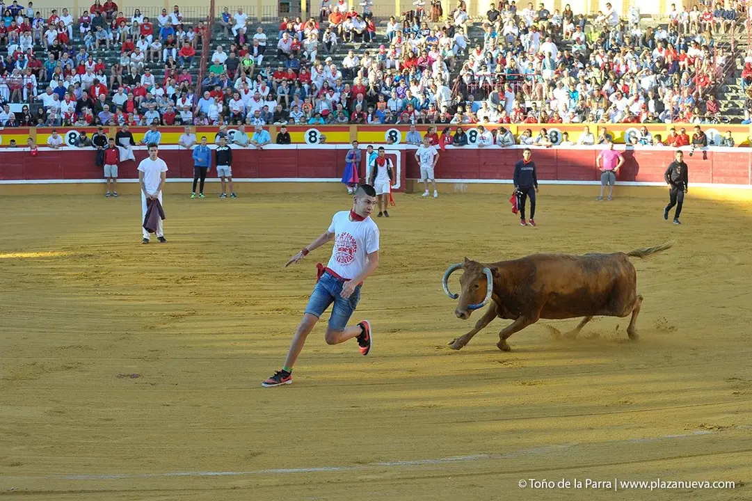 Fiestas de Tudela &rsquo;19, d&iacute;a 29 - Encierro y vacas en la plaza 14