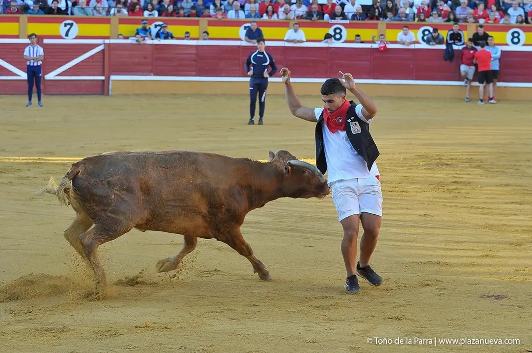 Fiestas de Tudela &rsquo;19, d&iacute;a 29 - Encierro y vacas en la plaza 15
