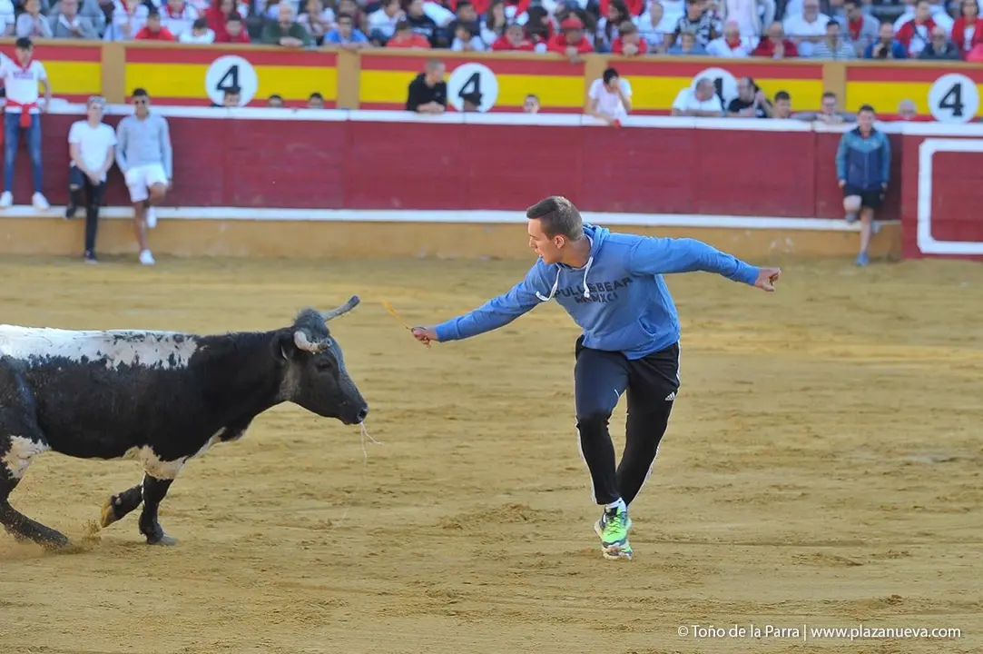 Fiestas de Tudela &rsquo;19, d&iacute;a 29 - Encierro y vacas en la plaza 16
