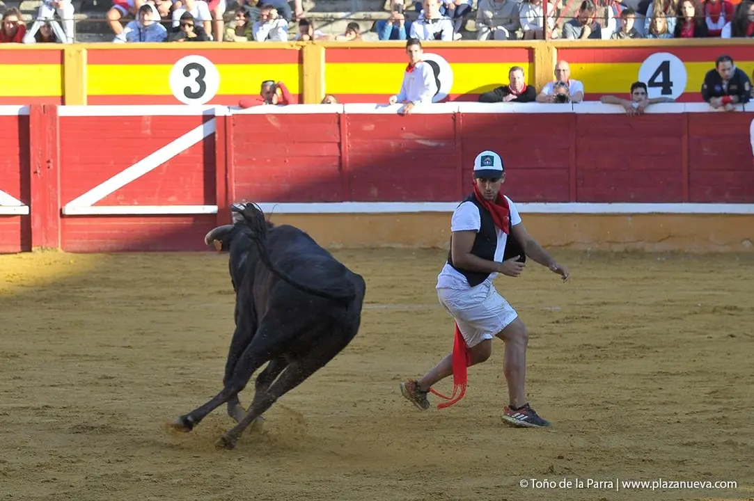 Fiestas de Tudela &rsquo;19, d&iacute;a 29 - Encierro y vacas en la plaza 17