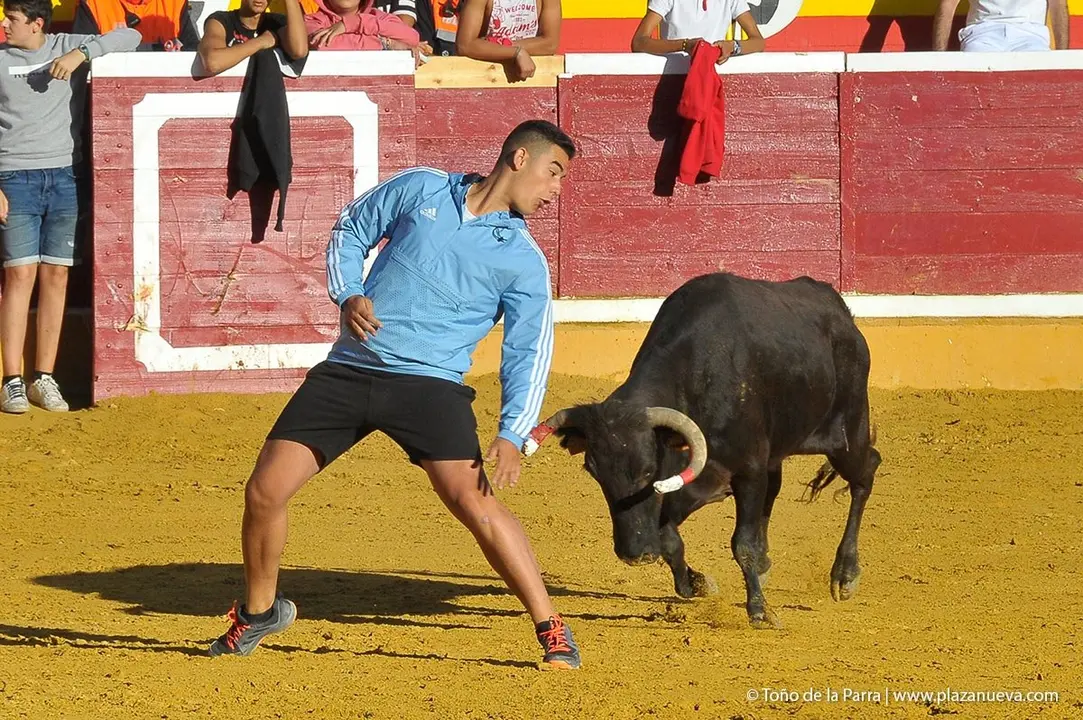 Fiestas de Tudela &rsquo;19, d&iacute;a 29 - Encierro y vacas en la plaza 18