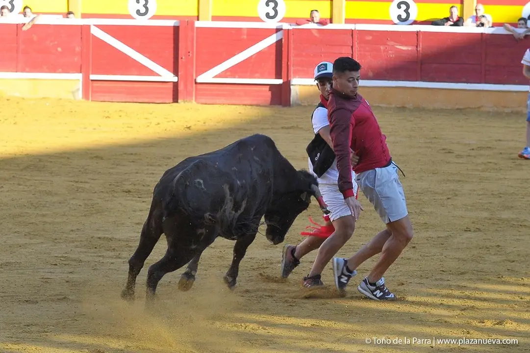 Fiestas de Tudela &rsquo;19, d&iacute;a 29 - Encierro y vacas en la plaza 19