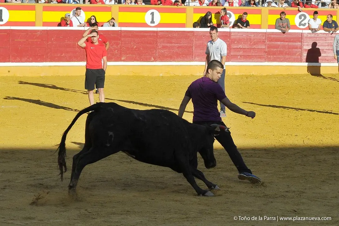 Fiestas de Tudela &rsquo;19, d&iacute;a 29 - Encierro y vacas en la plaza 20