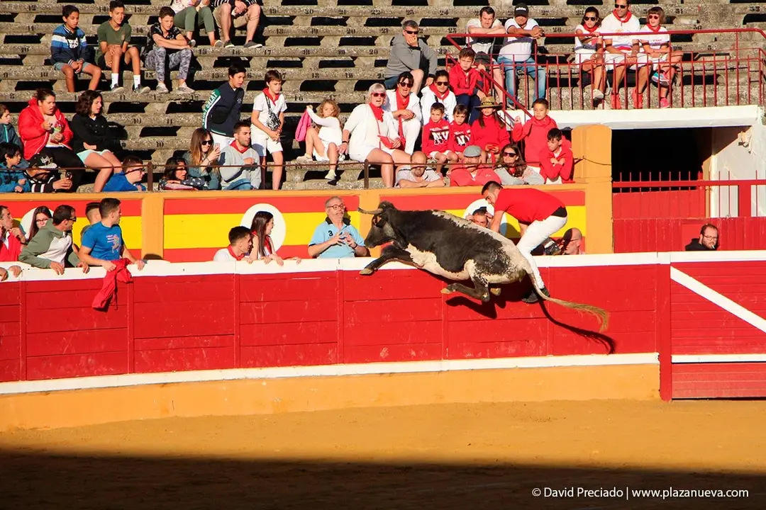 Fiestas de Tudela &rsquo;19, d&iacute;a 29 - Encierro y vacas en la plaza 21