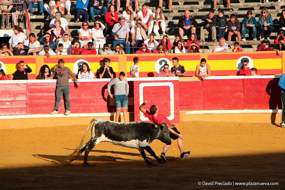 Fiestas de Tudela &rsquo;19, d&iacute;a 29 - Encierro y vacas en la plaza 22