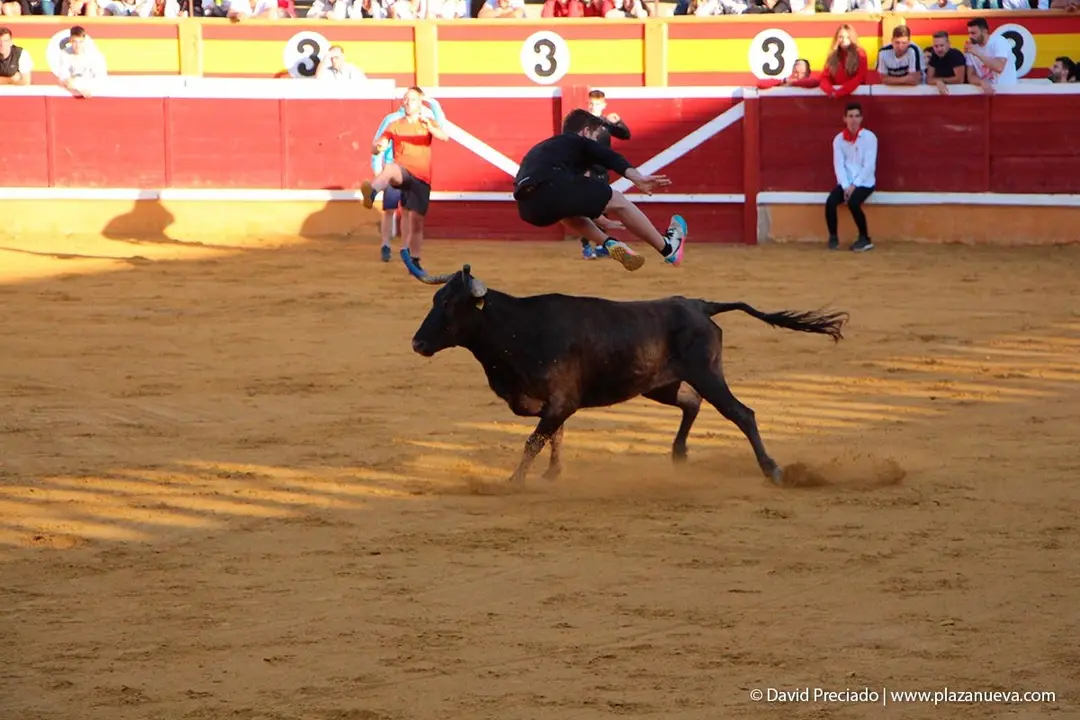 Fiestas de Tudela &rsquo;19, d&iacute;a 29 - Encierro y vacas en la plaza 23