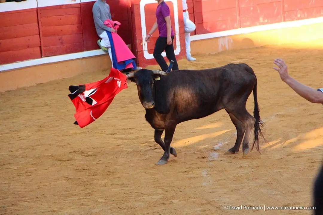 Fiestas de Tudela &rsquo;19, d&iacute;a 29 - Encierro y vacas en la plaza 24
