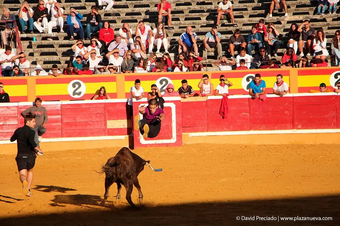 Fiestas de Tudela &rsquo;19, d&iacute;a 29 - Encierro y vacas en la plaza 25