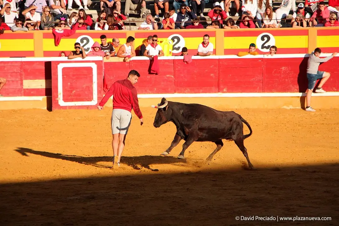 Fiestas de Tudela &rsquo;19, d&iacute;a 29 - Encierro y vacas en la plaza 26