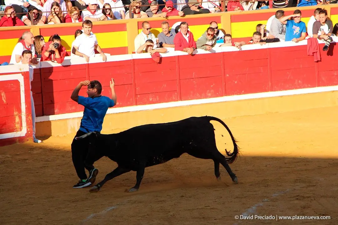 Fiestas de Tudela &rsquo;19, d&iacute;a 29 - Encierro y vacas en la plaza 29