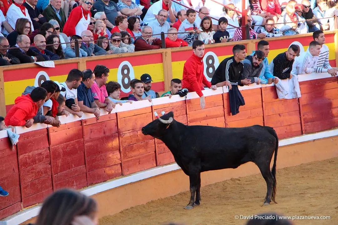 Fiestas de Tudela &rsquo;19, d&iacute;a 29 - Encierro y vacas en la plaza 31