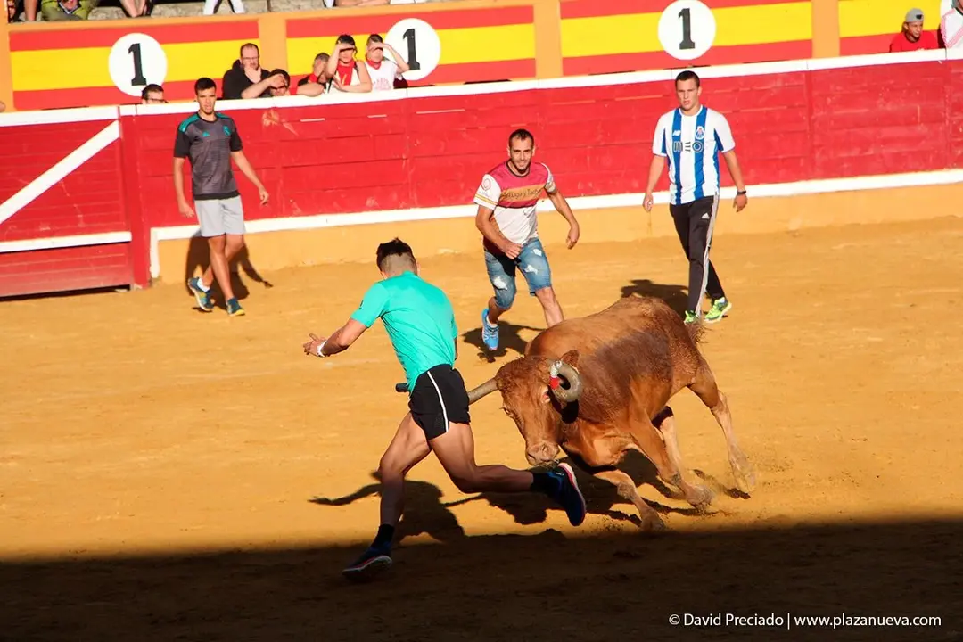 Fiestas de Tudela &rsquo;19, d&iacute;a 29 - Encierro y vacas en la plaza 33