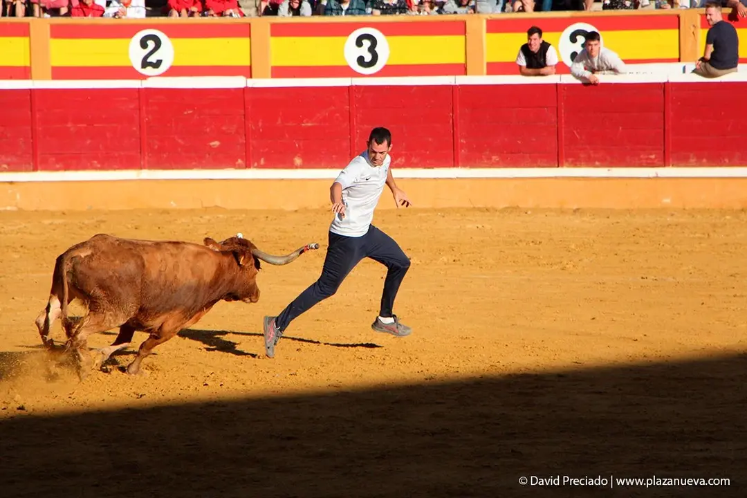 Fiestas de Tudela &rsquo;19, d&iacute;a 29 - Encierro y vacas en la plaza 34