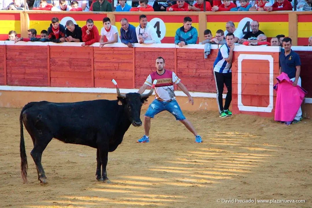 Fiestas de Tudela &rsquo;19, d&iacute;a 29 - Encierro y vacas en la plaza 35