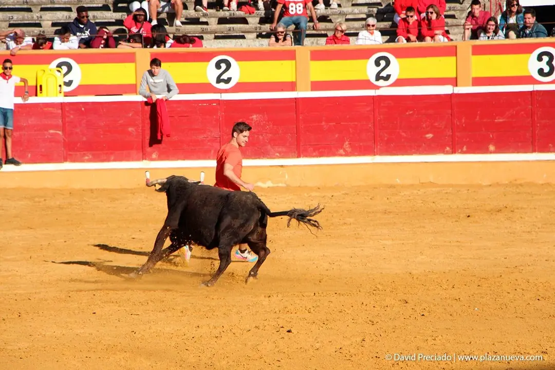 Fiestas de Tudela &rsquo;19, d&iacute;a 29 - Encierro y vacas en la plaza 37