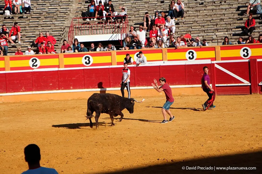 Fiestas de Tudela &rsquo;19, d&iacute;a 29 - Encierro y vacas en la plaza 38