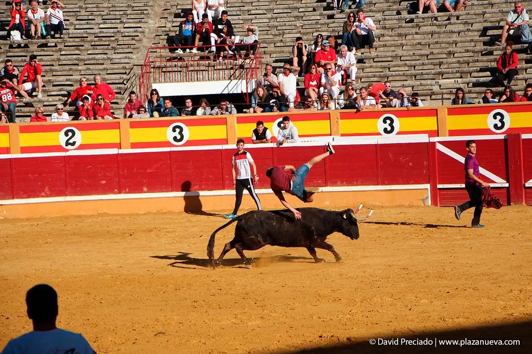 Fiestas de Tudela &rsquo;19, d&iacute;a 29 - Encierro y vacas en la plaza 39