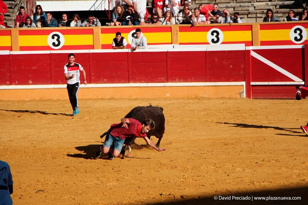 Fiestas de Tudela &rsquo;19, d&iacute;a 29 - Encierro y vacas en la plaza 40