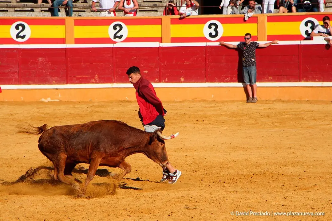 Fiestas de Tudela &rsquo;19, d&iacute;a 29 - Encierro y vacas en la plaza 42