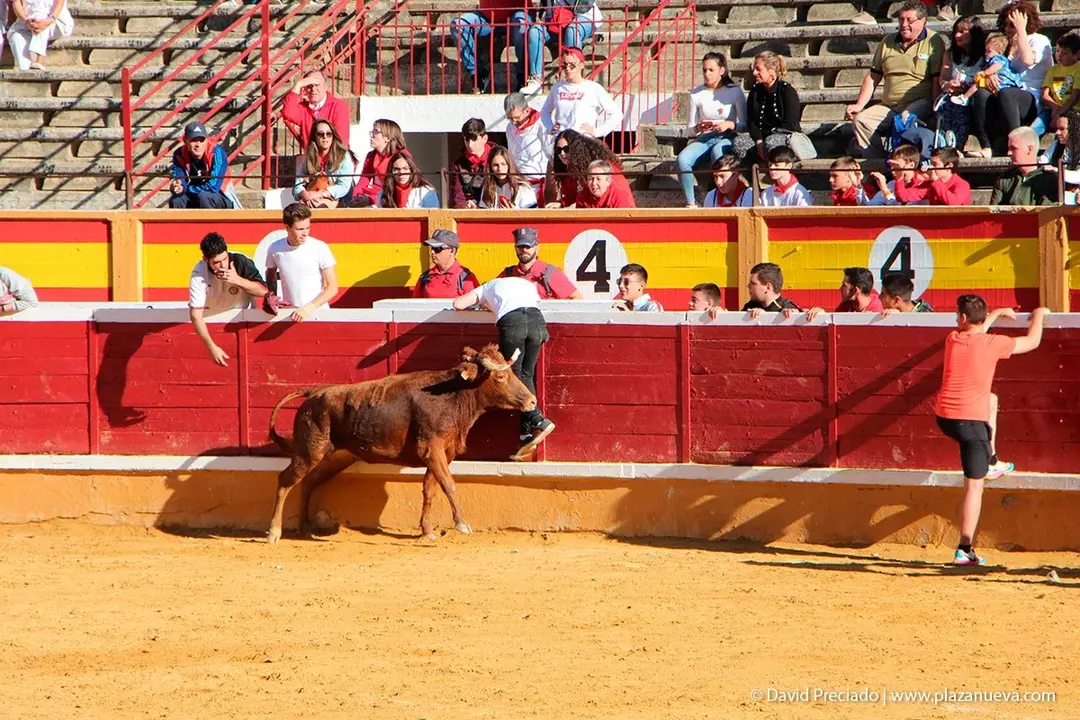 Fiestas de Tudela &rsquo;19, d&iacute;a 29 - Encierro y vacas en la plaza 43