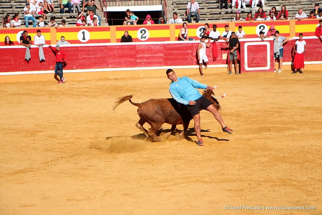 Fiestas de Tudela &rsquo;19, d&iacute;a 29 - Encierro y vacas en la plaza 44