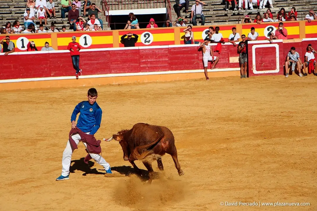 Fiestas de Tudela &rsquo;19, d&iacute;a 29 - Encierro y vacas en la plaza 45