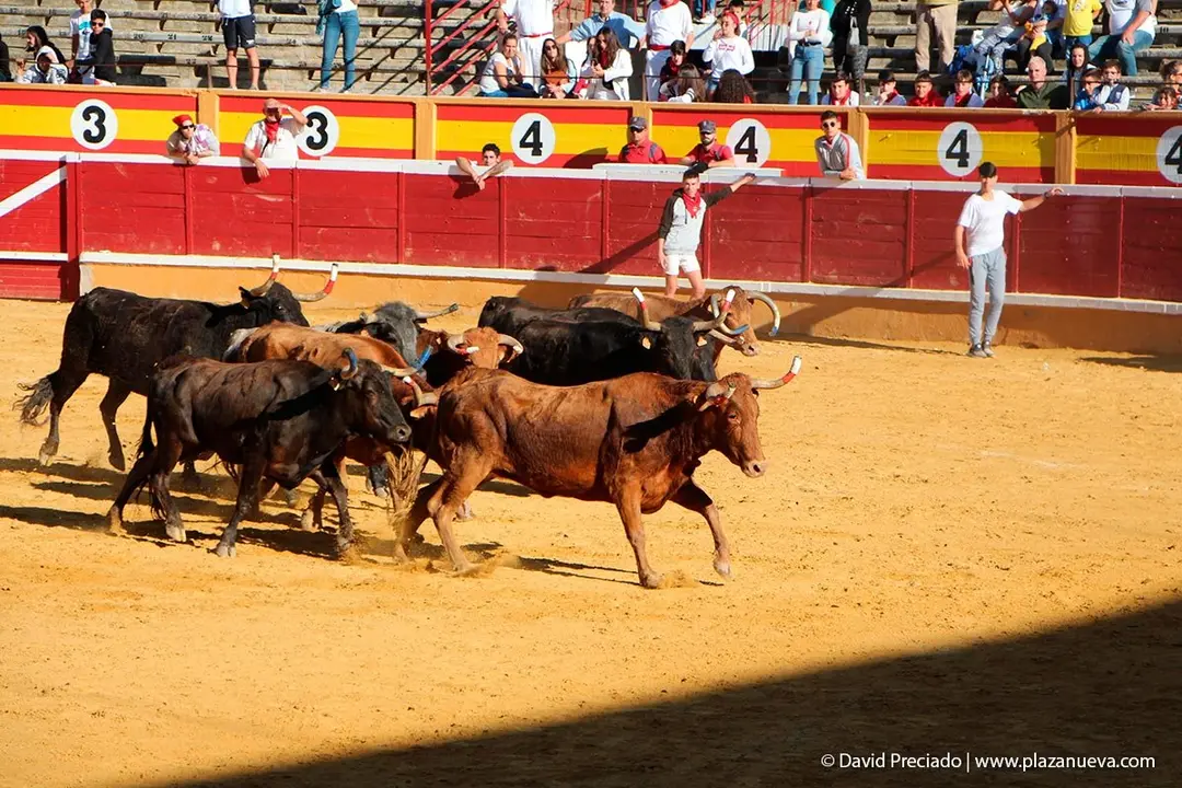 Fiestas de Tudela &rsquo;19, d&iacute;a 29 - Encierro y vacas en la plaza 47