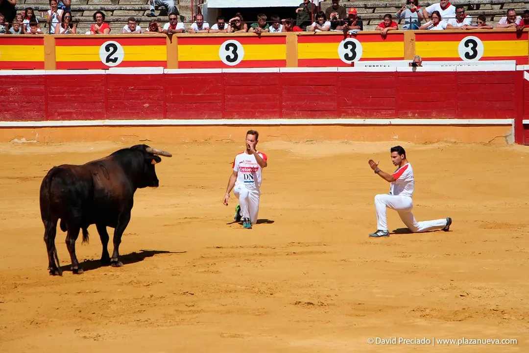 Fiestas de Tudela &rsquo;19, d&iacute;a 28 - Concurso de recortadores con toros en punta 4