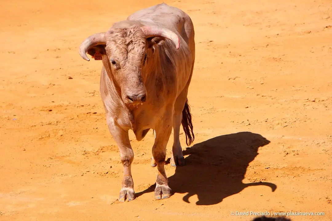 Fiestas de Tudela &rsquo;19, d&iacute;a 28 - Concurso de recortadores con toros en punta 7