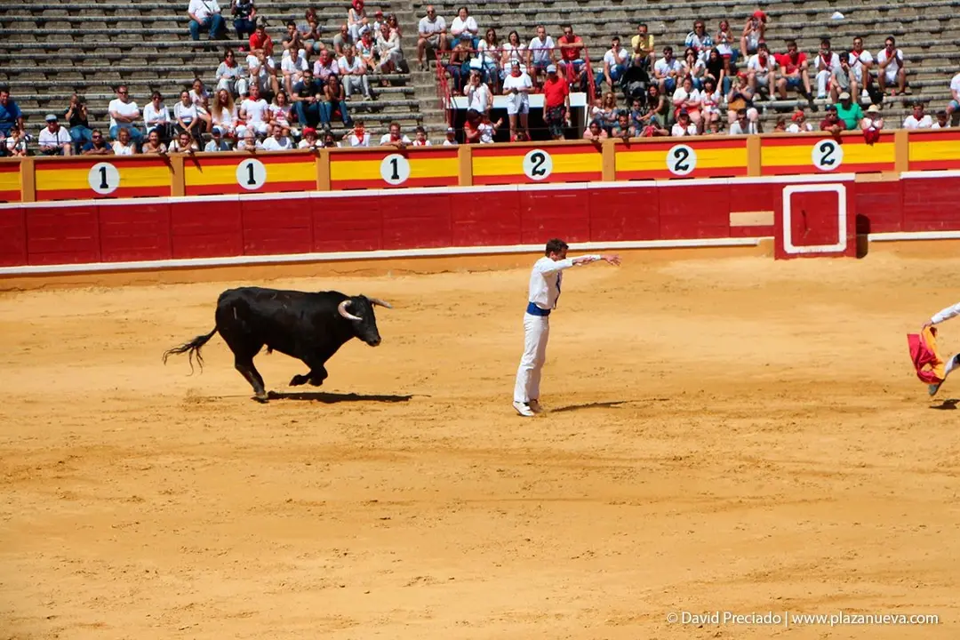 Fiestas de Tudela &rsquo;19, d&iacute;a 28 - Concurso de recortadores con toros en punta 16