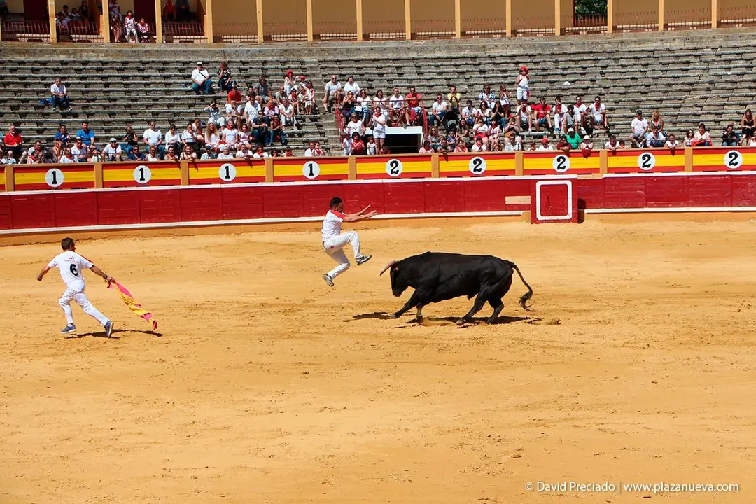 Fiestas de Tudela &rsquo;19, d&iacute;a 28 - Concurso de recortadores con toros en punta 18
