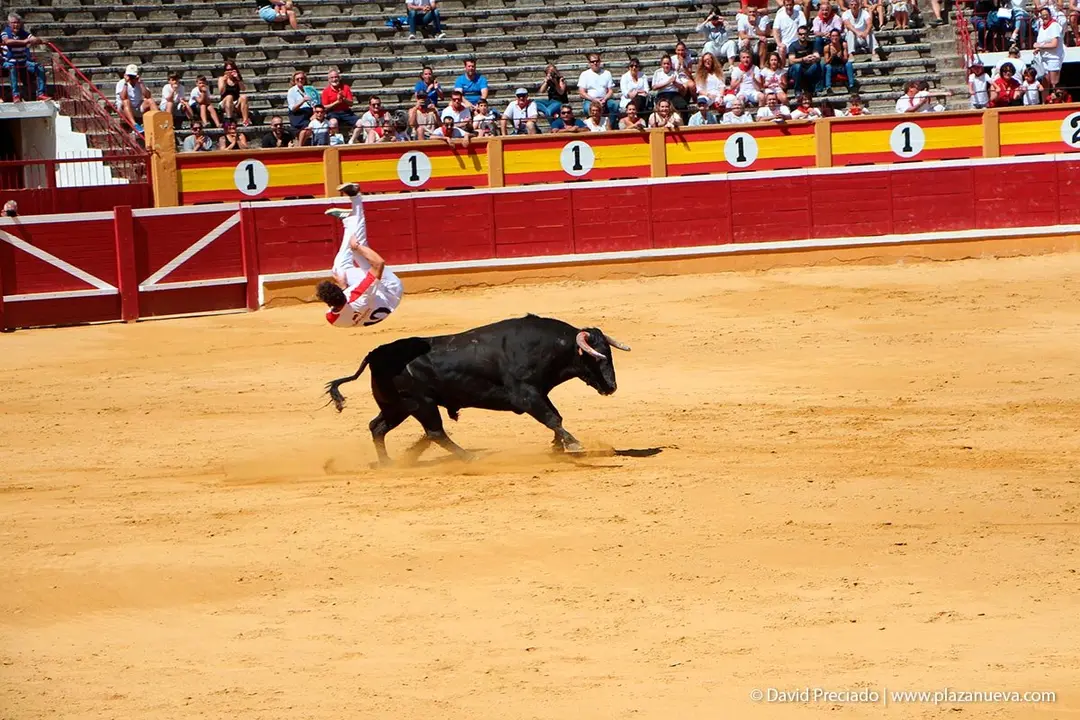 Fiestas de Tudela &rsquo;19, d&iacute;a 28 - Concurso de recortadores con toros en punta 19