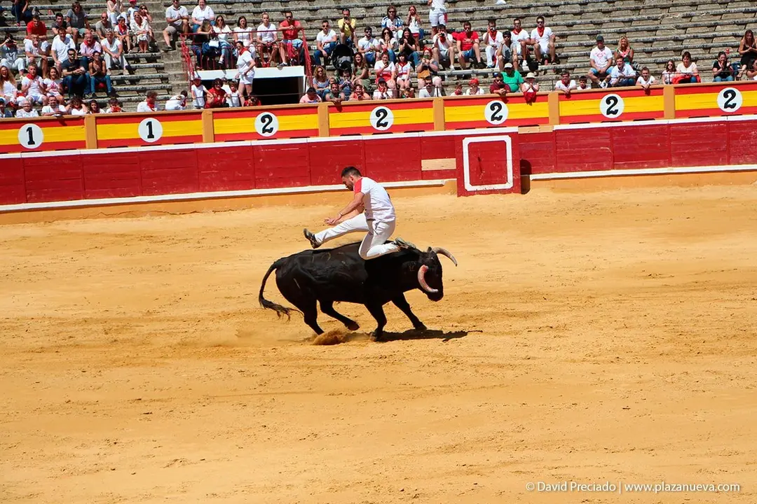 Fiestas de Tudela &rsquo;19, d&iacute;a 28 - Concurso de recortadores con toros en punta 20