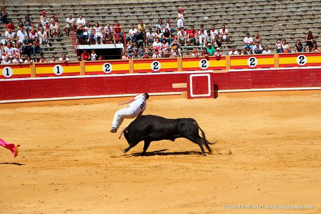 Fiestas de Tudela &rsquo;19, d&iacute;a 28 - Concurso de recortadores con toros en punta 23