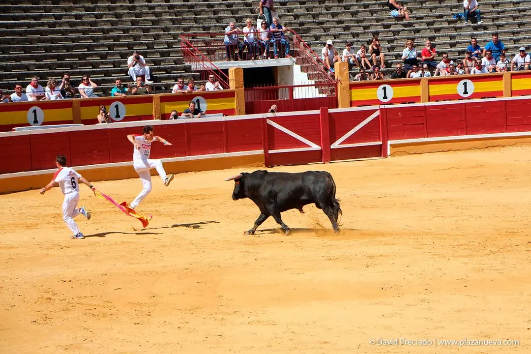 Fiestas de Tudela &rsquo;19, d&iacute;a 28 - Concurso de recortadores con toros en punta 24