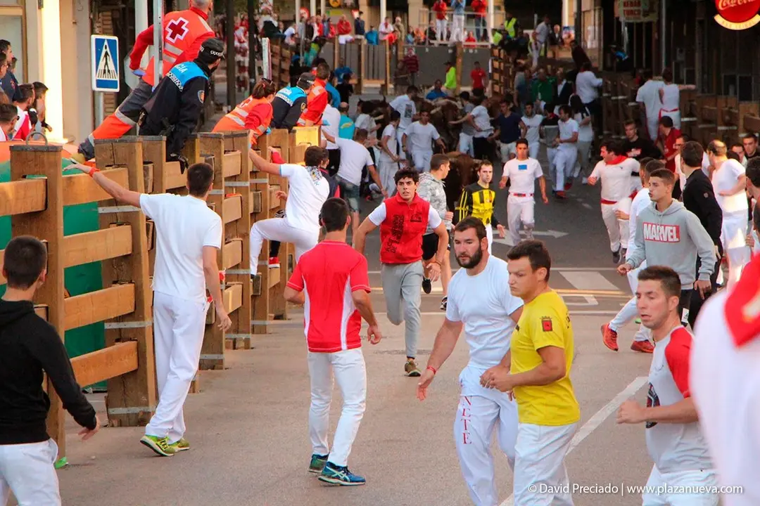 Fiestas de Tudela &rsquo;19, d&iacute;a 30 - Encierro y vacas en la plaza 5