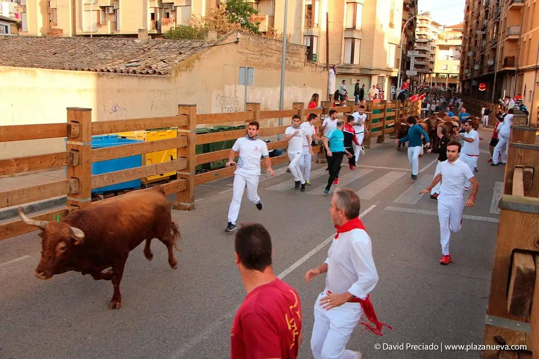 Fiestas de Tudela &rsquo;19, d&iacute;a 30 - Encierro y vacas en la plaza 8